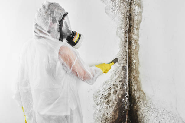 Best Commercial Mold Inspection  in USA